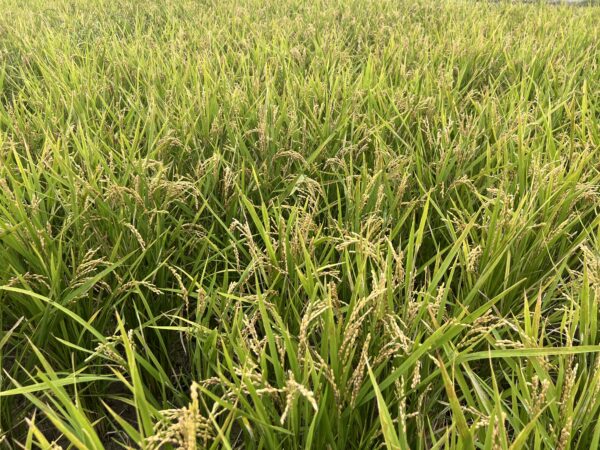 淡路産キヌヒカリ🌾